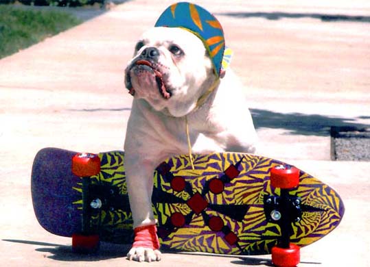 skateboard-dog